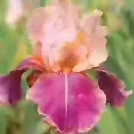 Iris Bearded 